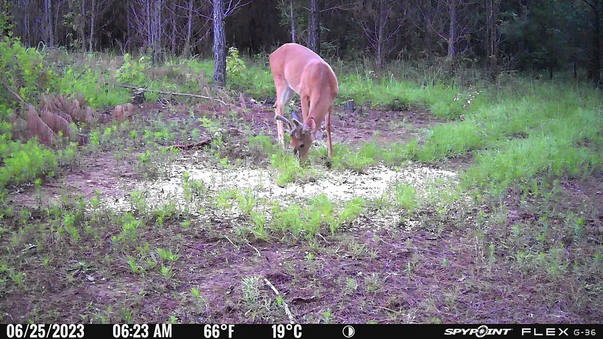 Daytime buck photo from the Spypoint Flex G36 camera.