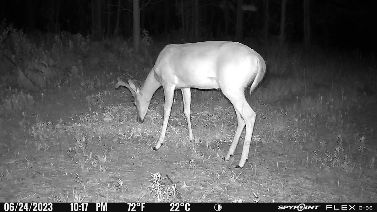 Nighttime buck photo from the Flex G36 camera.