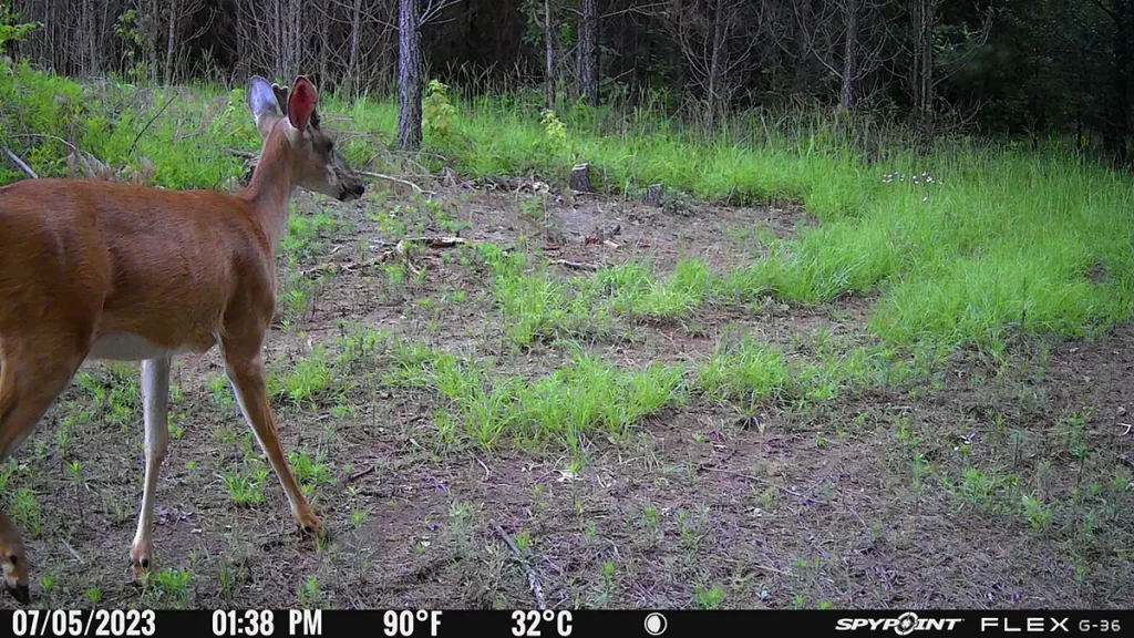 Small buck walking into the camera frame during daylight hours.