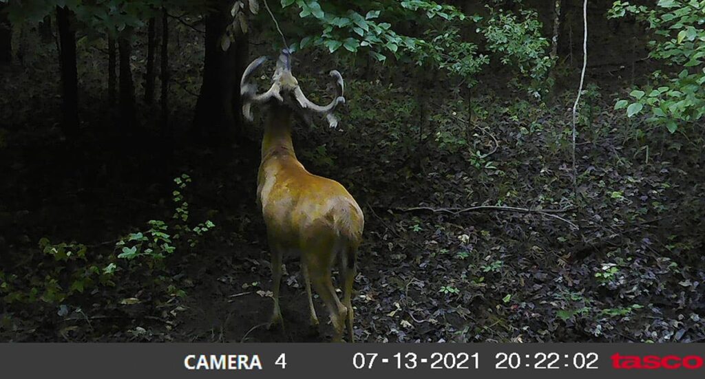 Trail camera photo of a large Georgia buck in velvet.